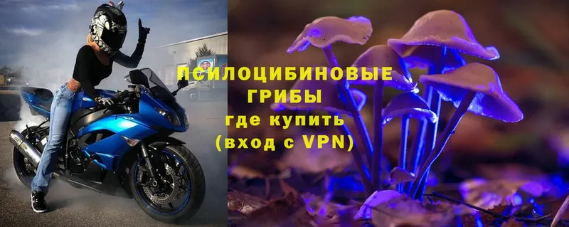 купить  сайты  Горнозаводск  Галлюциногенные грибы Psilocybe 